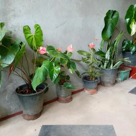 Nimsara Homestay Ella Exterior photo
